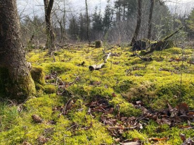 Holiday house Ferienhaus in Haarle nahe Sallandse Heuvelrug - Environment photo 17