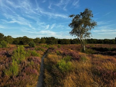 Holiday house Ferienhaus in Haarle nahe Sallandse Heuvelrug - Environment photo 18