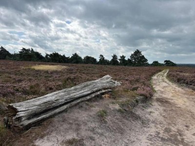 Holiday house Ferienhaus in Haarle nahe Sallandse Heuvelrug - Environment photo 24