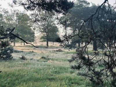 Holiday house Ferienhaus in Haarle nahe Sallandse Heuvelrug - Environment photo 28