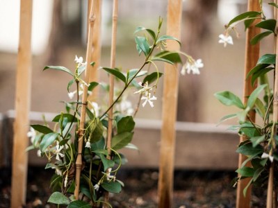 Holiday house Ferienhaus in Haarle nahe Sallandse Heuvelrug - Outdoor photo 35