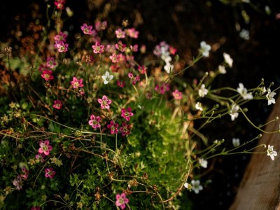 Holiday house Ferienhaus in Haarle nahe Sallandse Heuvelrug - Outdoor photo 37