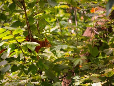 Holiday park Bungalow für 6 im Veluwe-Wald Von Belvilla - Environment photo 11