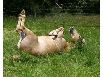 Holiday house Eifel-Hideaway - Environment photo 30