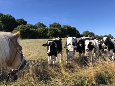 Holiday house Eifel-Hideaway - Environment photo 33