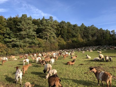 Holiday house Eifel-Hideaway - Environment photo 34