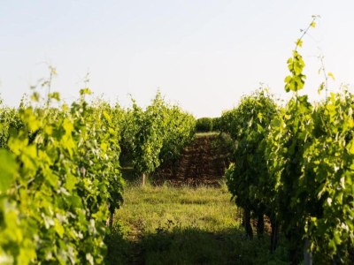 Holiday house Camiran Escape: Wine & Calm - Environment photo 24