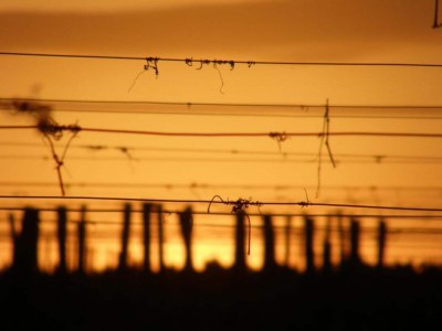 Holiday house Camiran Escape: Wine & Calm - Environment photo 30