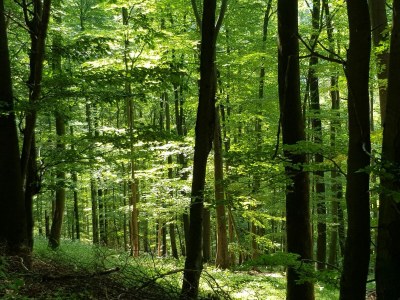 Holiday house Birkelbach - Environment photo 34