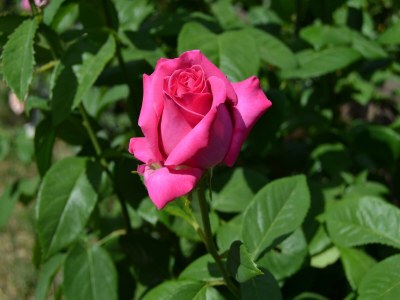 Holiday house Ferienhaus Monte mit Pool und Waldwegen - Outdoor photo 37