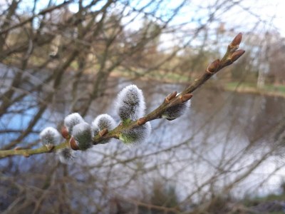 Holiday house Luxury Forest Retreat - By Traum Ferienwohnungen - Outdoor photo 28
