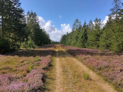 Holiday house 4 star holiday home in Brande - Outdoor photo 38