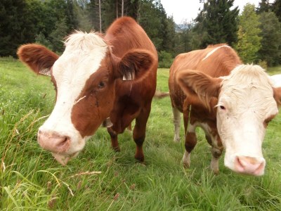 Apartment Ferienwohnung Parterre - Outdoor photo 8