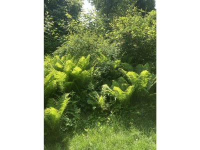 Holiday house Urwald - Outdoor photo 7