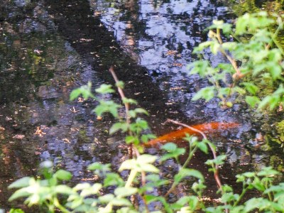 Holiday house 7 Personen Ferienhaus in Hornbæk-By Traum - Outdoor photo 35