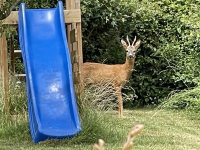 Holiday house Eifelblick Daleiden - Outdoor photo 14