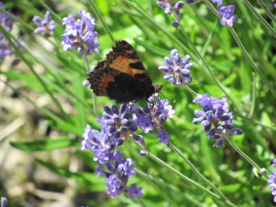 Holiday house Eifelblick Daleiden - Environment photo 24