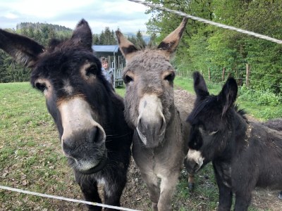 Holiday house Eifelblick Daleiden - Environment photo 28