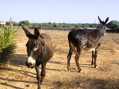 Holiday house Finca Son Yador - Environment photo 39