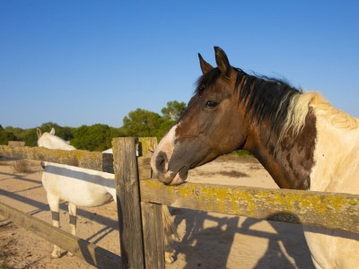 Holiday house Finca Son Yador - Environment photo 40