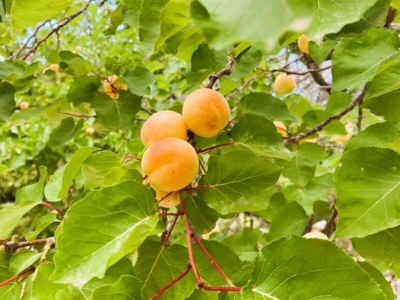 Holiday house Villa Can Bellet - Outdoor photo 11