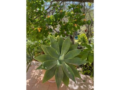 Holiday house Villa Can Bellet - Outdoor photo 14