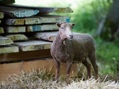 Holiday apartment Manor house holiday apartment - Environment photo 19