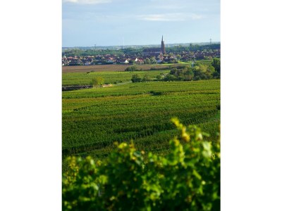 Holiday house Le Vieux Pressoir - Gîtes authentiques en Alsace pour 2 à 15 personnes - Environment photo 9