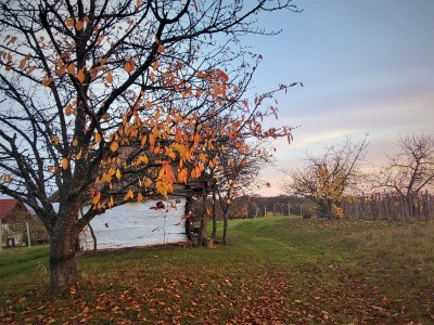Holiday house Peace and Sun - Outdoor photo 11