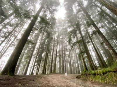 Holiday house Badia Prataglia, ein Paradies für Abenteurer - Environment photo 32