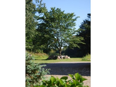 Holiday apartment Alte Schmiede - Environment photo 15