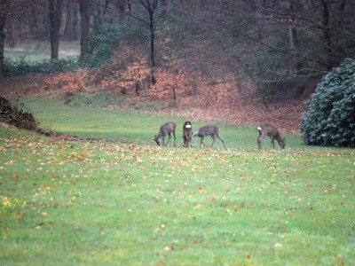 Holiday apartment Alte Schmiede - Environment photo 19