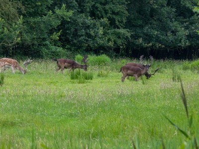 Holiday house Bungalow near Dutch Beach with Garden - Environment photo 29