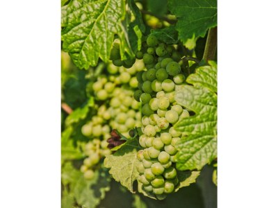 Holiday apartment Haus Gertrud - Environment photo 18