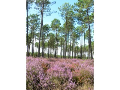 Holiday house La Dune - Environment photo 15