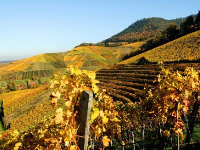 Holiday apartment Vogt - Environment photo 15