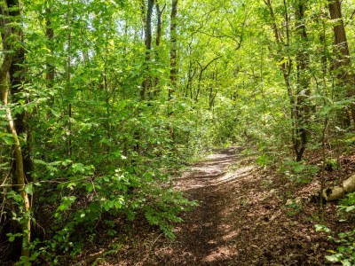 Holiday house Waldhütte nahe Veluwe Wald Hattemerbroek - Environment photo 35
