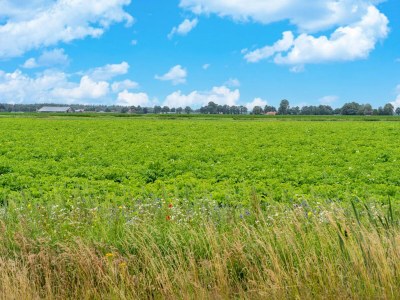 Holiday house Waldhütte nahe Veluwe Wald Hattemerbroek - Environment photo 36