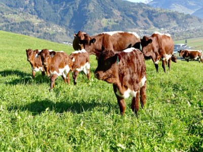 Cottage Sunny Alpine Apartment by the Slopes - Environment photo 25