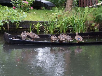 Apartment Echtholz - Environment photo 19