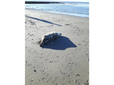 Apartment Beach Apartment Dorpsplein 30 - Environment photo 17