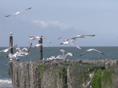 Bungalow Westduin 10 - Environment photo 24