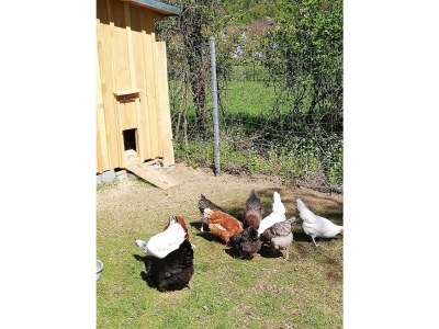 Holiday apartment 2 - Schüpferlingshof - Outdoor photo 7