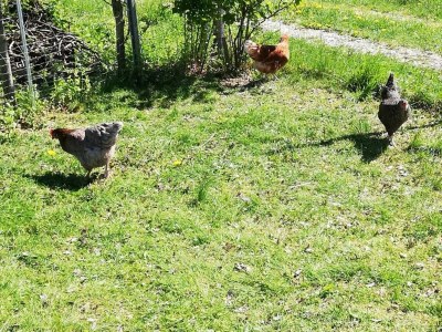 Holiday apartment 2 - Schüpferlingshof - Outdoor photo 14