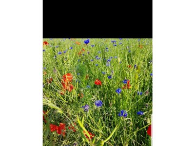 Apartment 2-Bett-Ferienwohnung In der Stegwiese - Outdoor photo 25