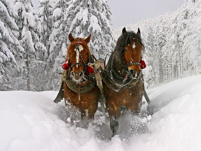 Holiday apartment "Ellen" - Environment photo 16