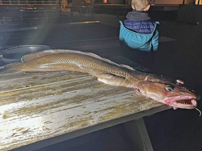 Holiday house 7 Personen Ferienhaus in Huglo-By Traum - Outdoor photo 25