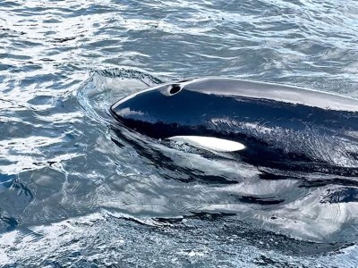 Holiday house 7 Personen Ferienhaus in Huglo-By Traum - Outdoor photo 32