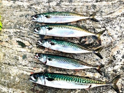 Holiday house 8 Personen Ferienhaus in averøy-By Traum - Outdoor photo 38