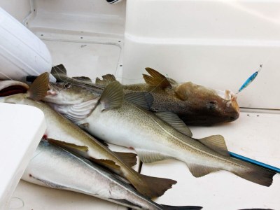 Holiday house 6 person holiday home in AVERØY-By Traum - Outdoor photo 29